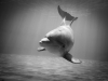 Dophin swimming