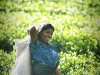 Tea Picking, Sri Lanka